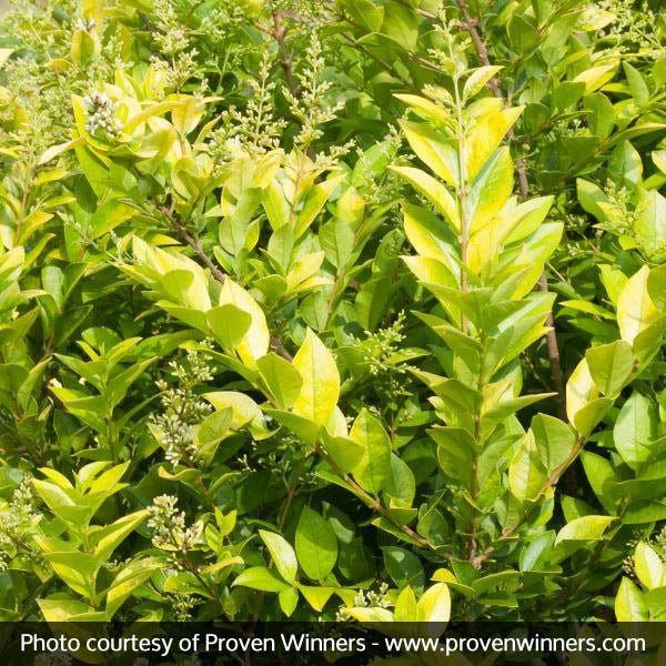 Golden Ticket® Privet