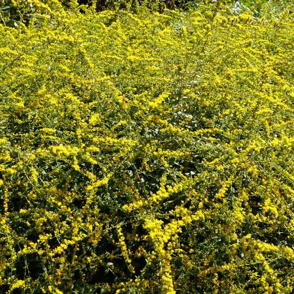 Close-up of yellow solidago flowers on Fireworks Goldenrod blooming in late summer to early fall to late fall.