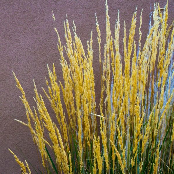 Golden Sunset™ Yellow Prairie Grass