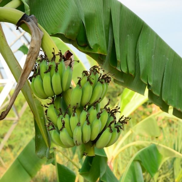 Grande Naine Banana Tree - Nature Hills Nursery - #1 Container -
