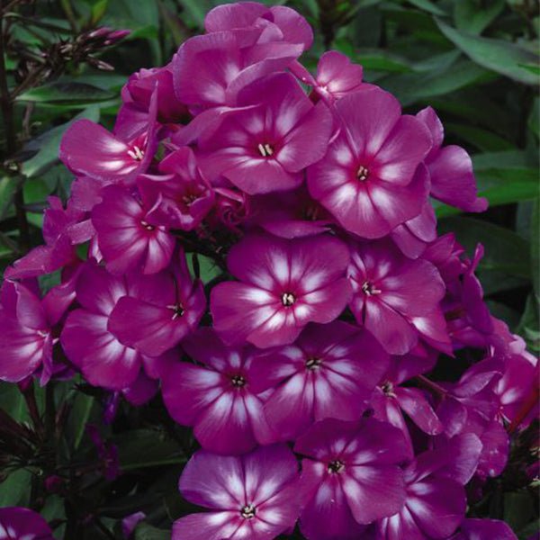 First Editions® Grape Lollipop™ Phlox