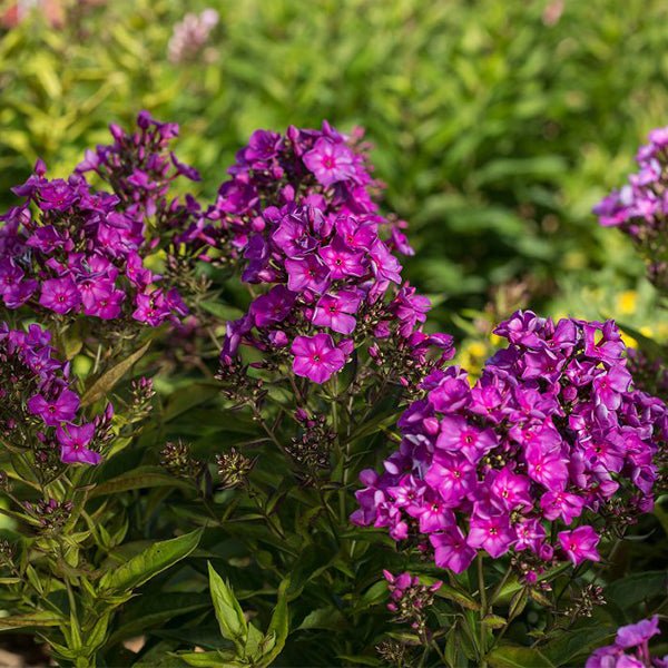 First Editions® Grape Lollipop™ Phlox