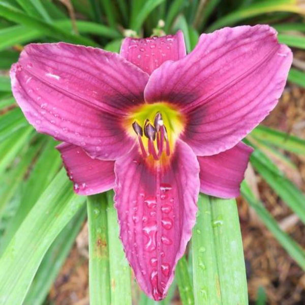 Grape Magic Daylily (Hemerocallis 'Grape Magic'), a perennial featuring purple flowers and perennial.