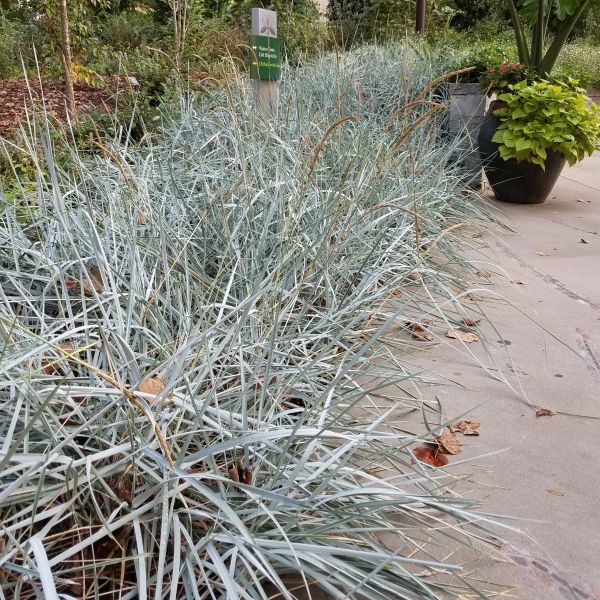 Perennial foliage of Blue Dune Lyme Grass (Leymus arenarius 'Blue Dune') in a garden setting.