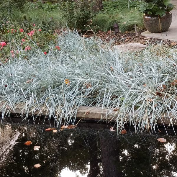 Blue Dune Lyme Grass (Leymus arenarius 'Blue Dune') growing in a garden landscape, showing mature perennial form.