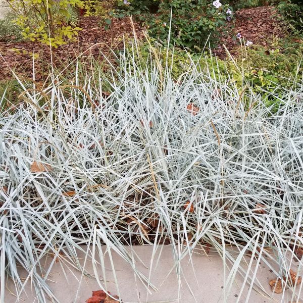 Blue Dune Lyme Grass (Leymus arenarius 'Blue Dune'), a perennial featuring perennial and arching, erect form.