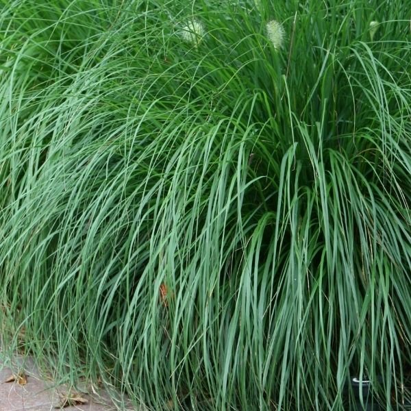 Perennial foliage of Dwarf Fountain Grass (Pennisetum alopecuroides 'Hameln') in a garden setting.