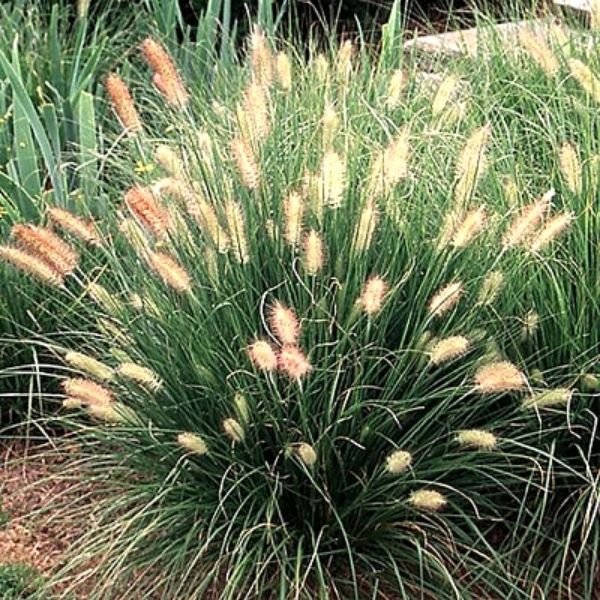 Dwarf Fountain Grass (Pennisetum alopecuroides 'Hameln'), a perennial featuring yellow flowers and perennial.