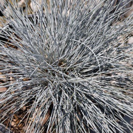 Elijah Blue Fescue Grass (Festuca glauca 'Elijah Blue'), a perennial featuring purple flowers and perennial.