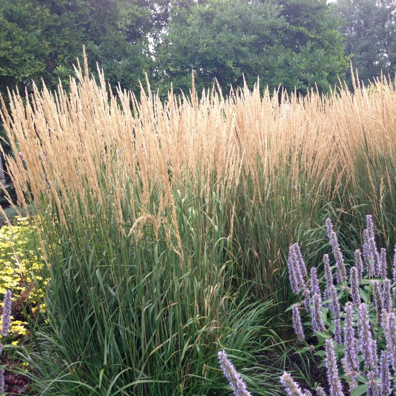 Karl Foerster Feather Reed Grass (Calamagrostis x acutiflora 'Karl Foerster'), a perennial featuring yellow flowers and perennial.