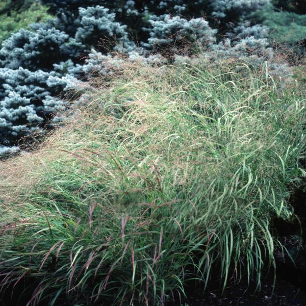 Heavy Metal Switch Grass (Panicum virgatum 'Heavy Metal'), a perennial featuring pink flowers and perennial.