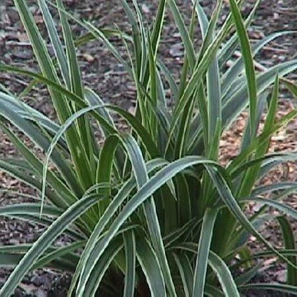Close-up of white carex flowers on Ice Dance Sedge Grass blooming in late spring.