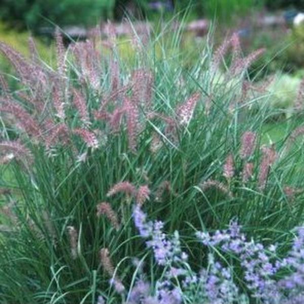 Close-up of pink, purple pennisetum flowers on Karley Rose Fountain Grass blooming in late summer to early fall.