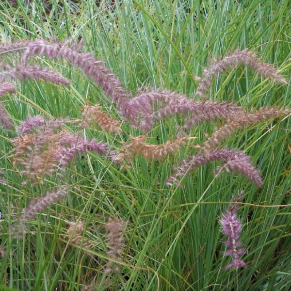 Karley Rose Fountain Grass (Pennisetum orientale 'Karley Rose'), a perennial featuring pink, purple flowers and perennial.