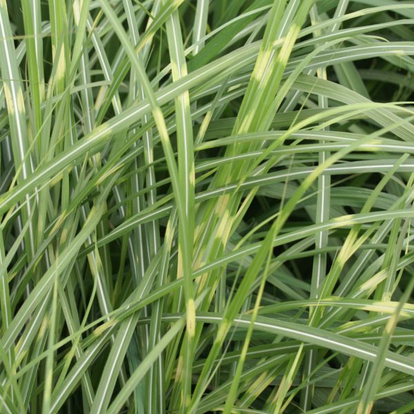 Close-up of purple, red miscanthus flowers on Little Zebra Maiden Grass blooming in late summer to early fall.