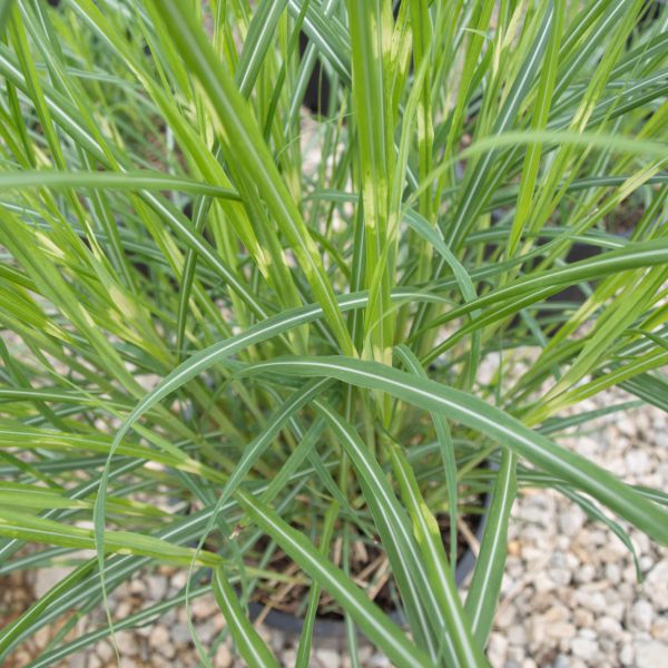 Little Zebra Maiden Grass (Miscanthus sinensis 'Little Zebra') growing in a garden landscape, showing mature perennial form.