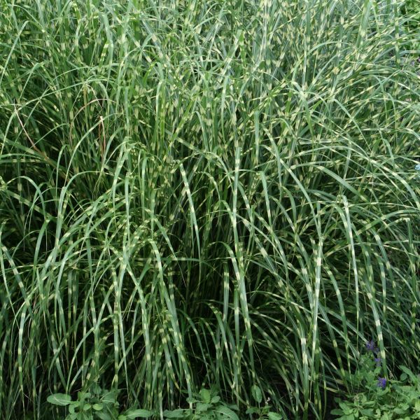 Little Zebra Maiden Grass (Miscanthus sinensis 'Little Zebra'), a perennial featuring purple, red flowers and perennial.