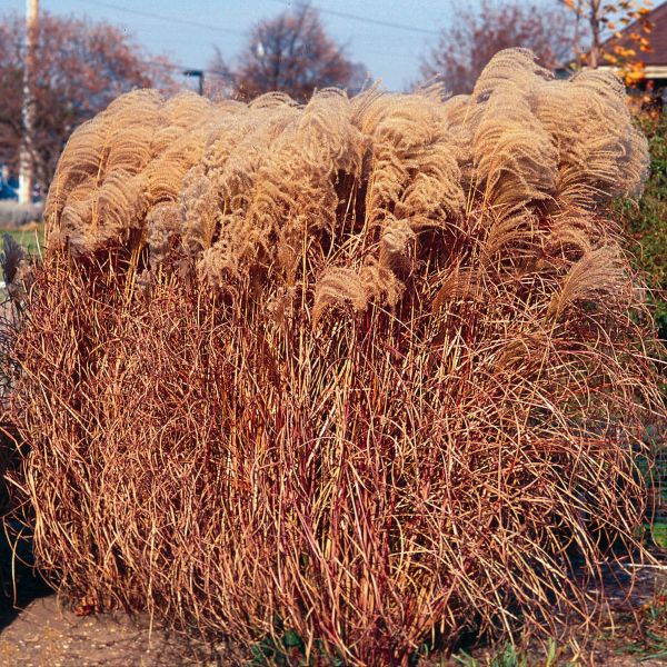 Close-up of pink miscanthus flowers on Maiden Grass blooming in late summer to early fall.