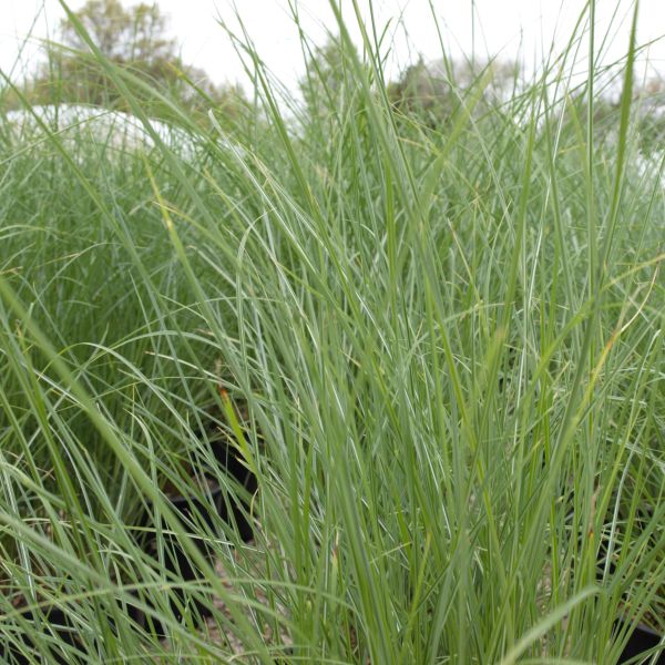 Maiden Grass (Miscanthus sinensis 'Gracillimus'), a perennial featuring pink flowers and perennial.