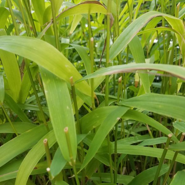 Perennial foliage of Northern Sea Oats Grass (Chasmanthium latifolium) in a garden setting.