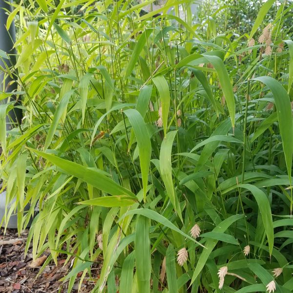 Northern Sea Oats Grass (Chasmanthium latifolium) growing in a garden landscape, showing mature perennial form.