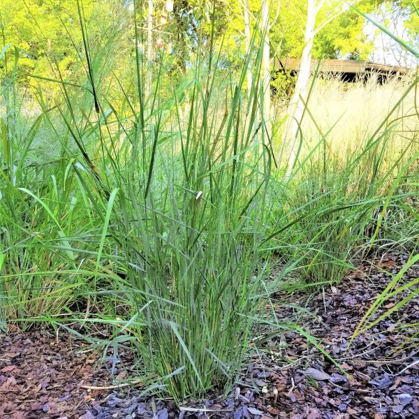 Close-up of yellow panicum flowers on Northwind Switch Grass blooming in late summer to early fall.