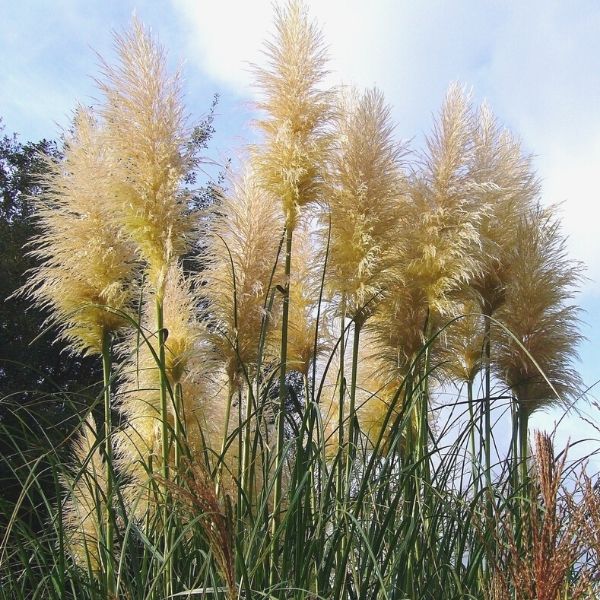 Pampas Grass (Cortaderia selloana), a perennial featuring white flowers and perennial.