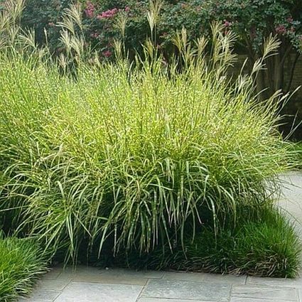 Perennial foliage of Porcupine Grass (Miscanthus sinensis 'Strictus') in a garden setting.