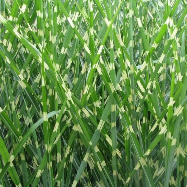 Porcupine Grass (Miscanthus sinensis 'Strictus'), a perennial featuring white flowers and perennial.