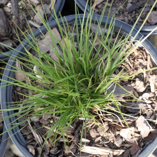 Perennial foliage of Prairie Dropseed Grass (Sporobolus heterolepis) in a garden setting.