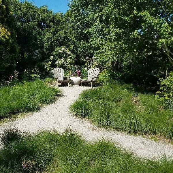 Prairie Dropseed Grass (Sporobolus heterolepis), a perennial featuring yellow, white flowers and perennial.