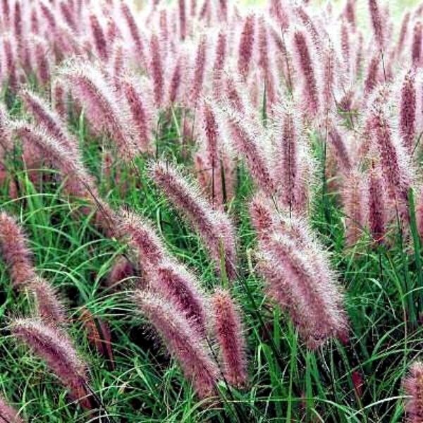 Redhead Fountain Grass (Pennisetum alopecuroides 'Redhead'), a perennial featuring red flowers and perennial.