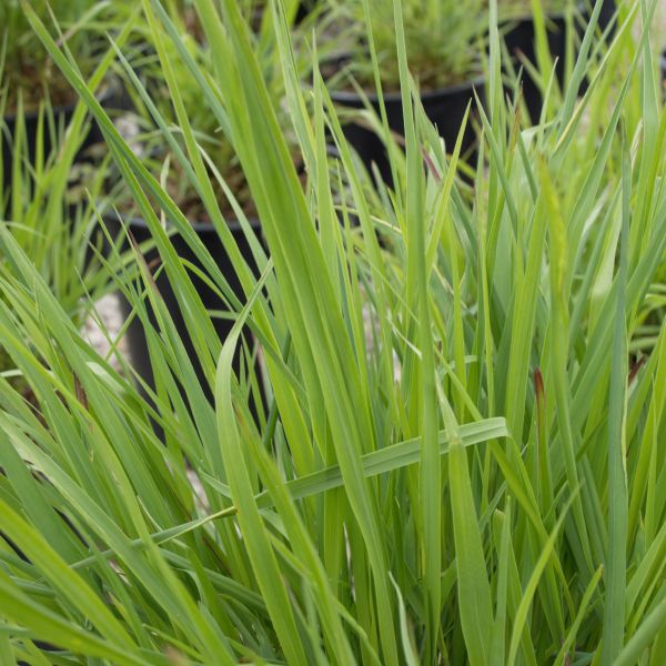 Shenandoah Switch Grass (Panicum virgatum 'Shenandoah') growing in a garden landscape, showing mature perennial form.