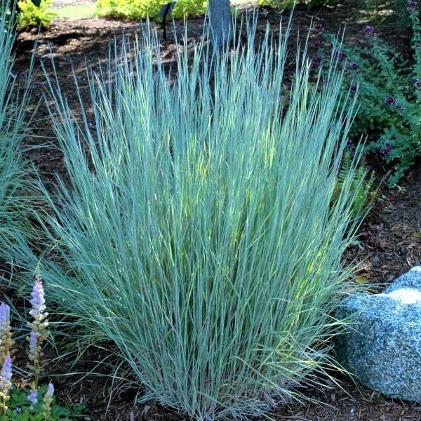 The Blues Little Bluestem Grass (Schizachyrium scoparium 'The Blues'), a perennial featuring white flowers and perennial.