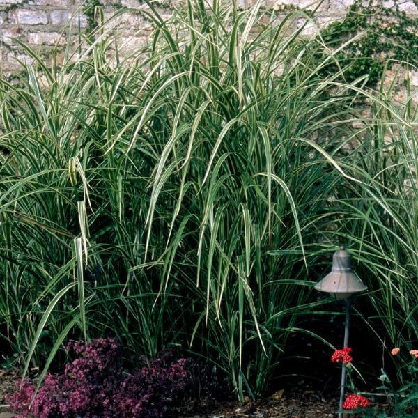 Variegated Japanese Silver Grass (Miscanthus sinensis 'Variegatus'), a perennial featuring pink, white flowers and perennial.