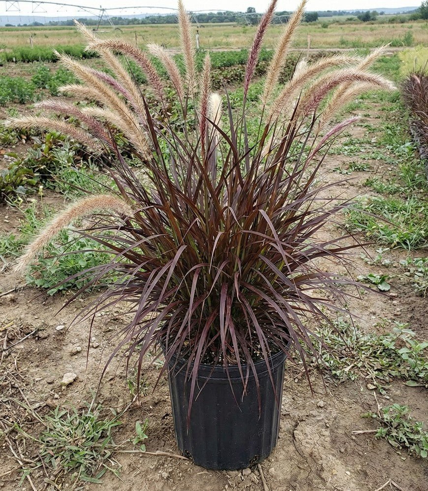 Dwarf Purple Fountain Grass