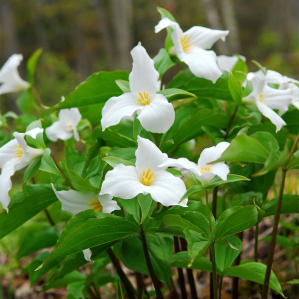 Great White Trillium - Perennial - Nature Hills Nursery -