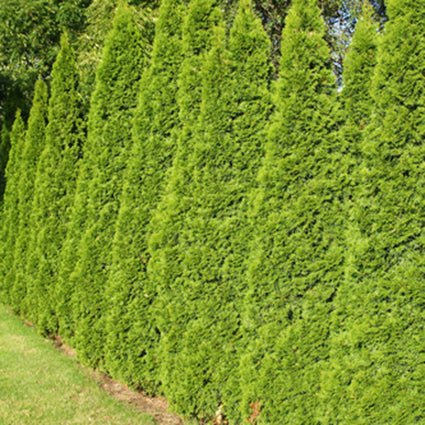 A row of Thuja Green Giant Arborvitae trees spaced for a dense, living privacy fence and windbreak.