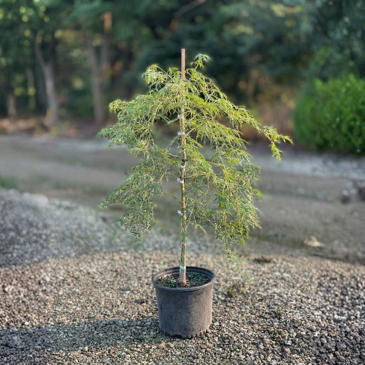 A young, potted green laceleaf Japanese maple tree with a distinct weeping habit showing finely dissected foliage.