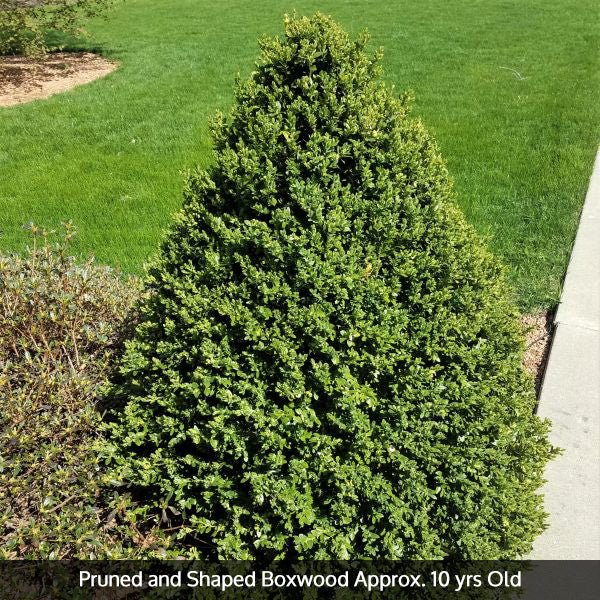 Green Mountain Boxwood pruned into a cone shape, approximately 10 years old, planted near a sidewalk in a lawn.