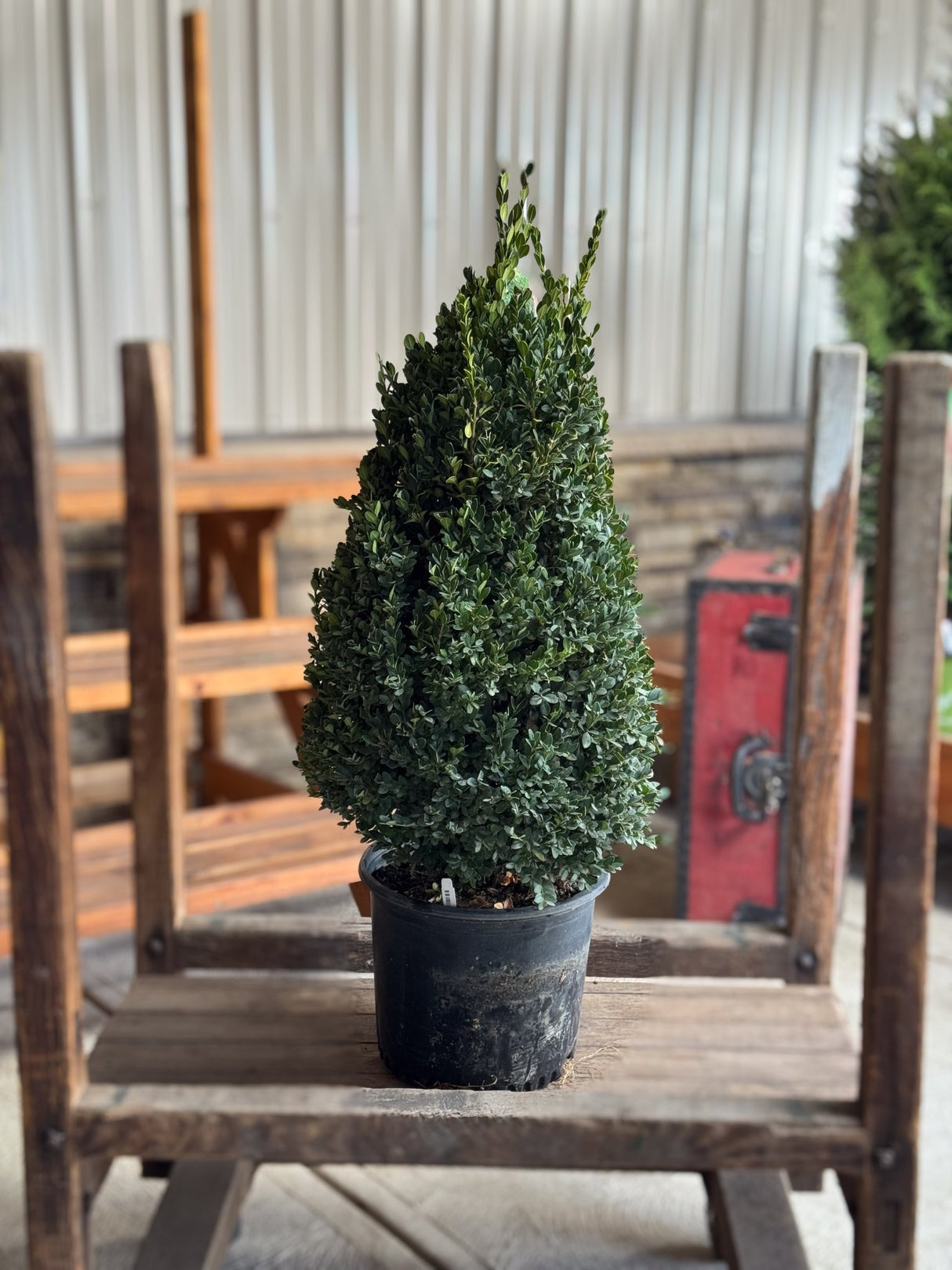 Green Mountain Boxwood trimmed into a cone shape, growing in a black nursery pot on a rustic wooden chair.