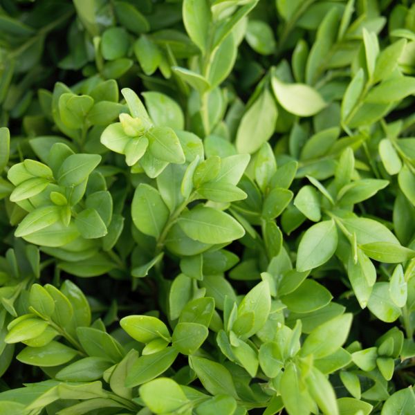 Dense foliage of Green Velvet Boxwood shrub showing small, rounded bright green leaves on compact stems.