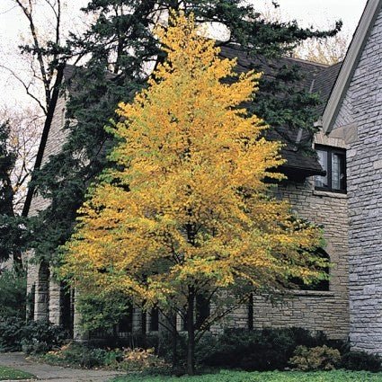 Greenspire® Linden Tree (Tilia cordata 'PNI 6025') growing in a garden landscape, showing mature tree form.