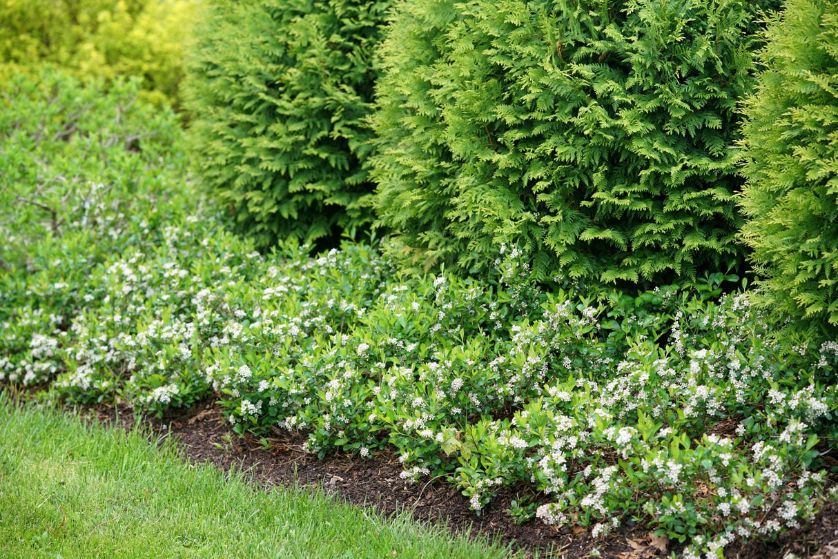 Ground Hug® Chokeberry (Aronia melanocarpa 'UCONNAM012') shrub detail, image 6 of 7.
