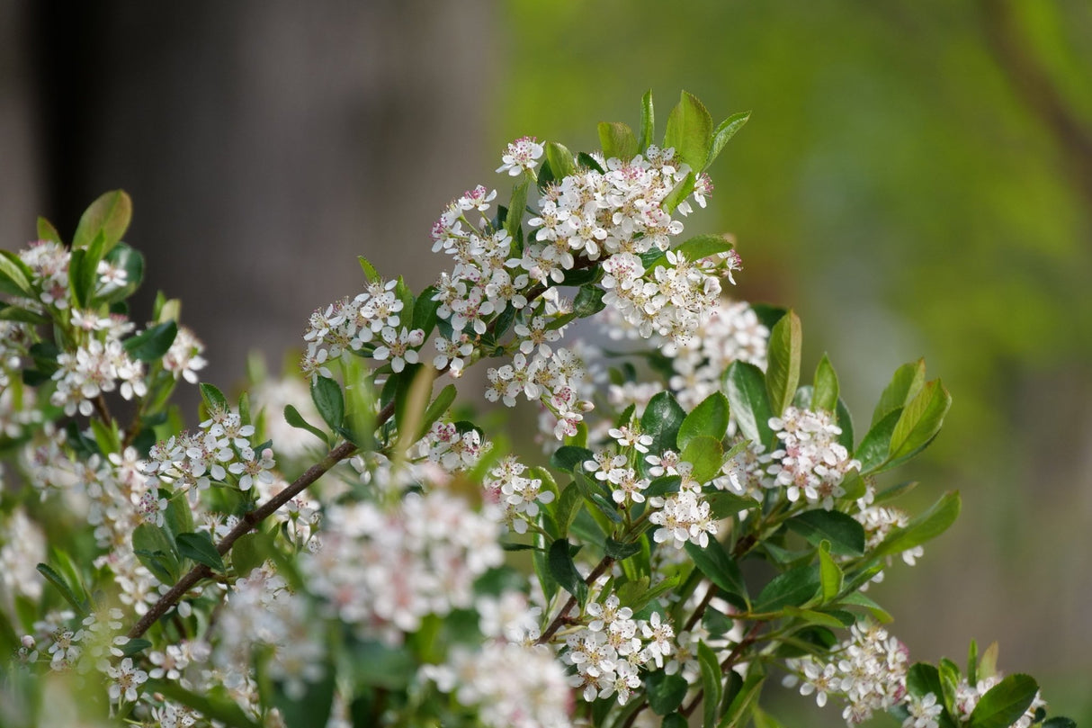 Ground Hug® Chokeberry (Aronia melanocarpa 'UCONNAM012'), a shrub featuring erect, multi-stemmed form.