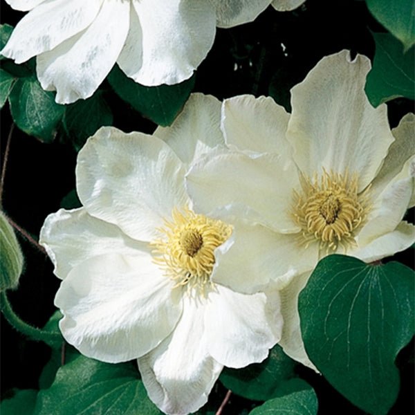 Guernsey Cream Clematis (Clematis 'Guernsey Cream'), a perennial featuring white, green flowers and deciduous.