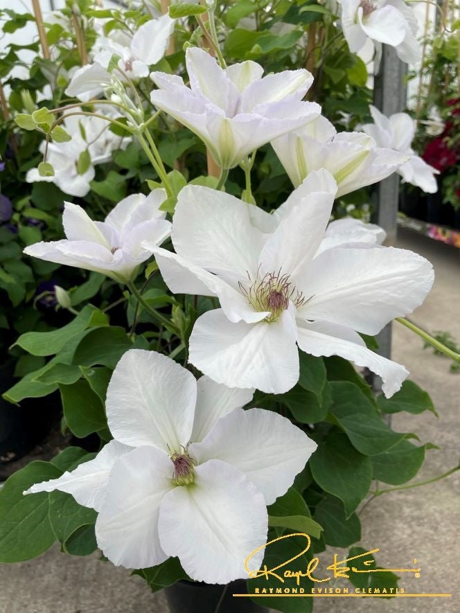 Guernsey Flute™ Clematis