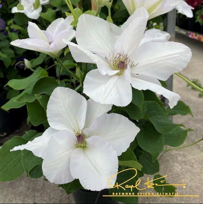 Close-up of white clematis flowers on Guernsey Flute™ Clematis.