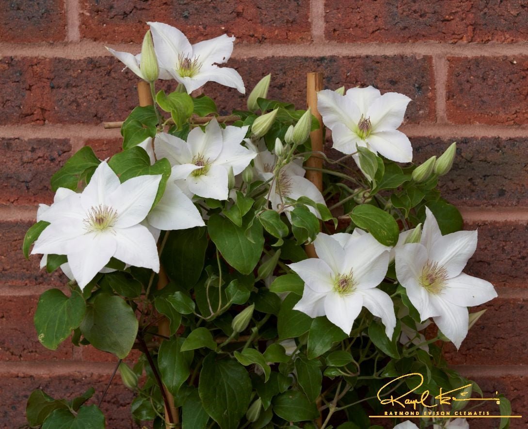 Guernsey Flute™ Clematis