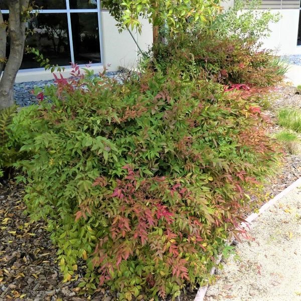 Gulf Stream Heavenly Bamboo (Nandina domestica 'Gulf Stream'), a shrub featuring white flowers and broad-leaved evergreen.